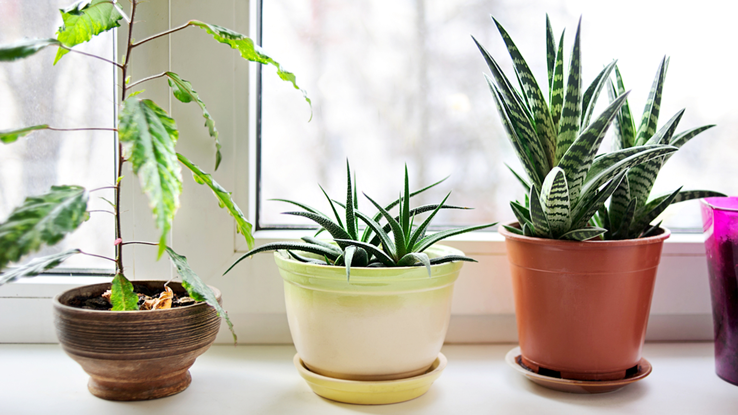 8 MustHave Indoor Plants For Good Health Signature Sattva